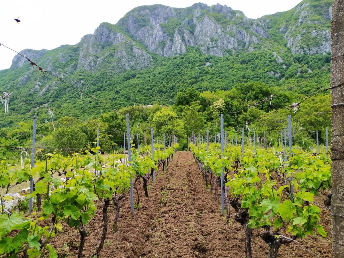 Гостевой дом Apartment Vojvodic Hill Вирпазар-19