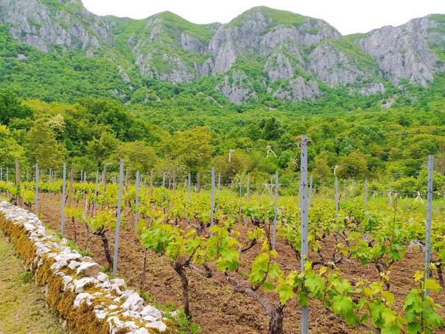 Гостевой дом Apartment Vojvodic Hill Вирпазар-20